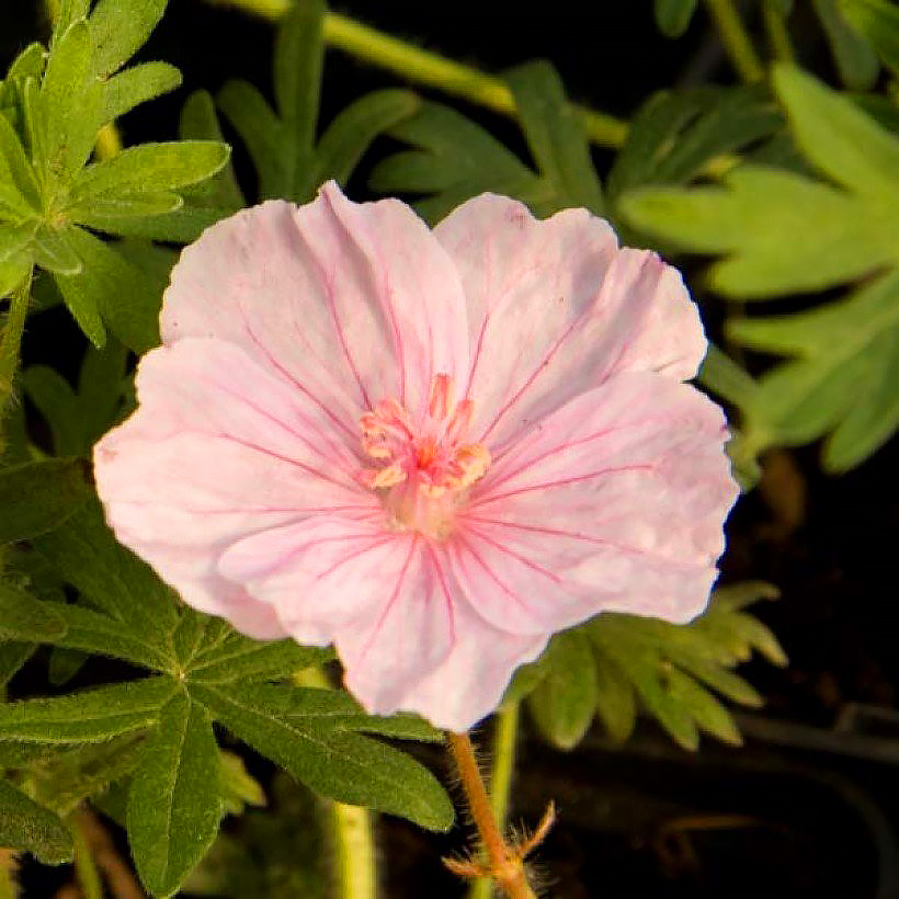 Geranium sanguineum - Géraniums sanguins