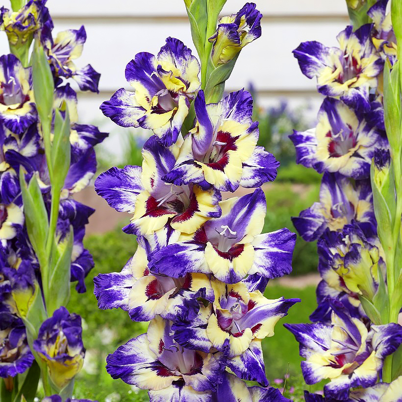 Gladiolus - Glaïeuls