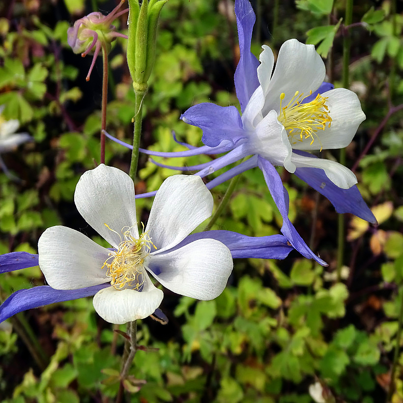 Graines d'Ancolies - Aquilegia