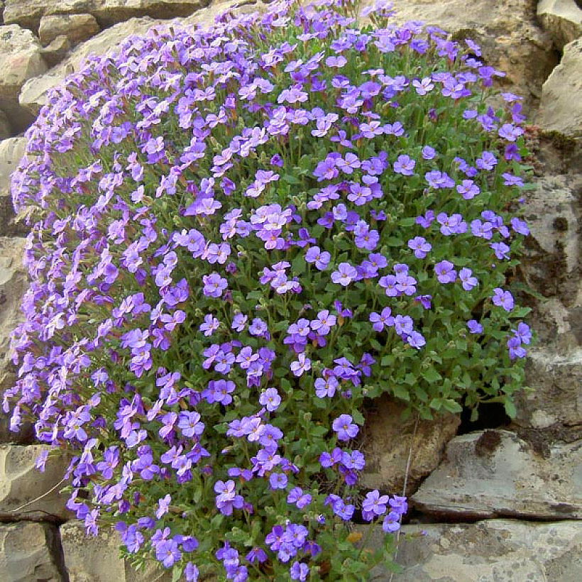 Graines d'Aubriètes