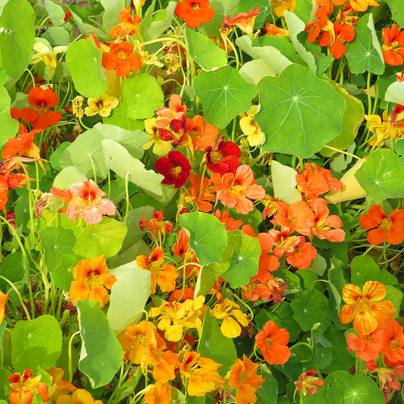 Graines de Capucines - Tropaeolum