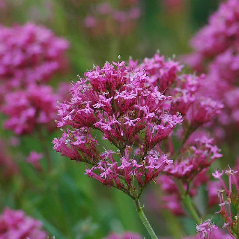 Graines de Valériane des jardins - Centranthus