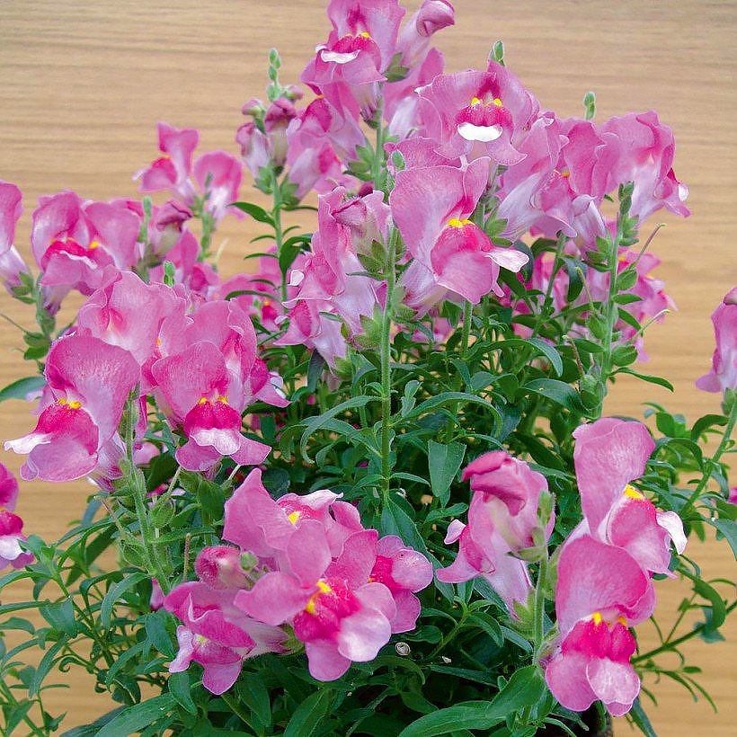 Graines de Mufliers - Antirrhinum
