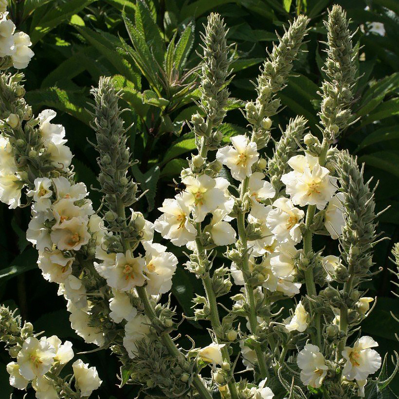 Graines de Molènes - Verbascum