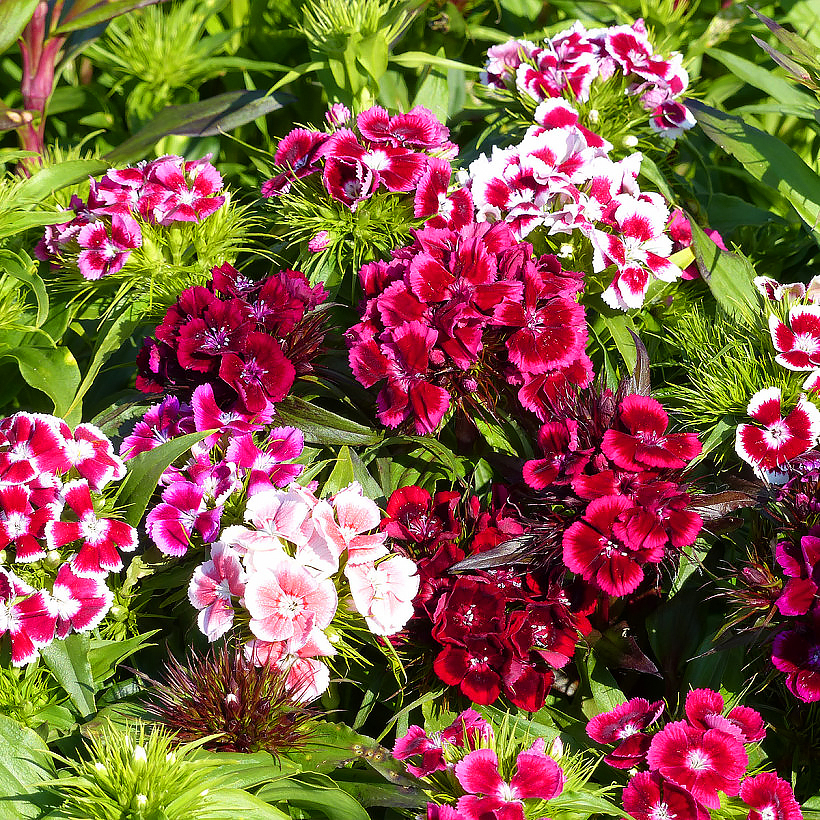 Graines d'Oeillets des poètes - Dianthus