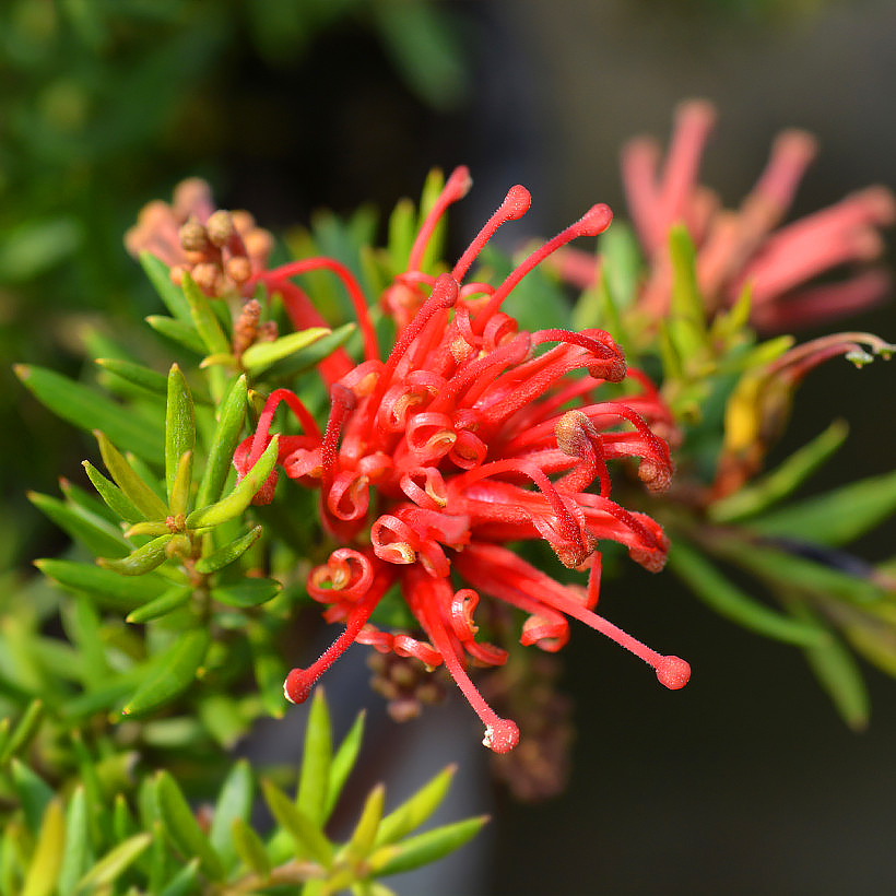 Grevillea - Grévillées