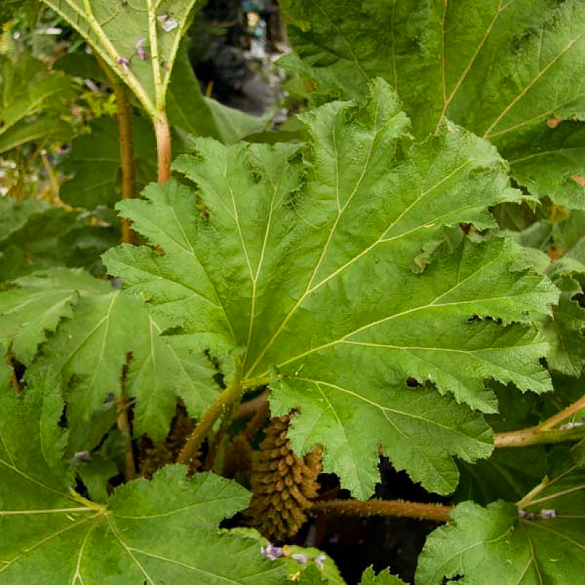 Gunnera - Rhubarbes géantes, Gunnères