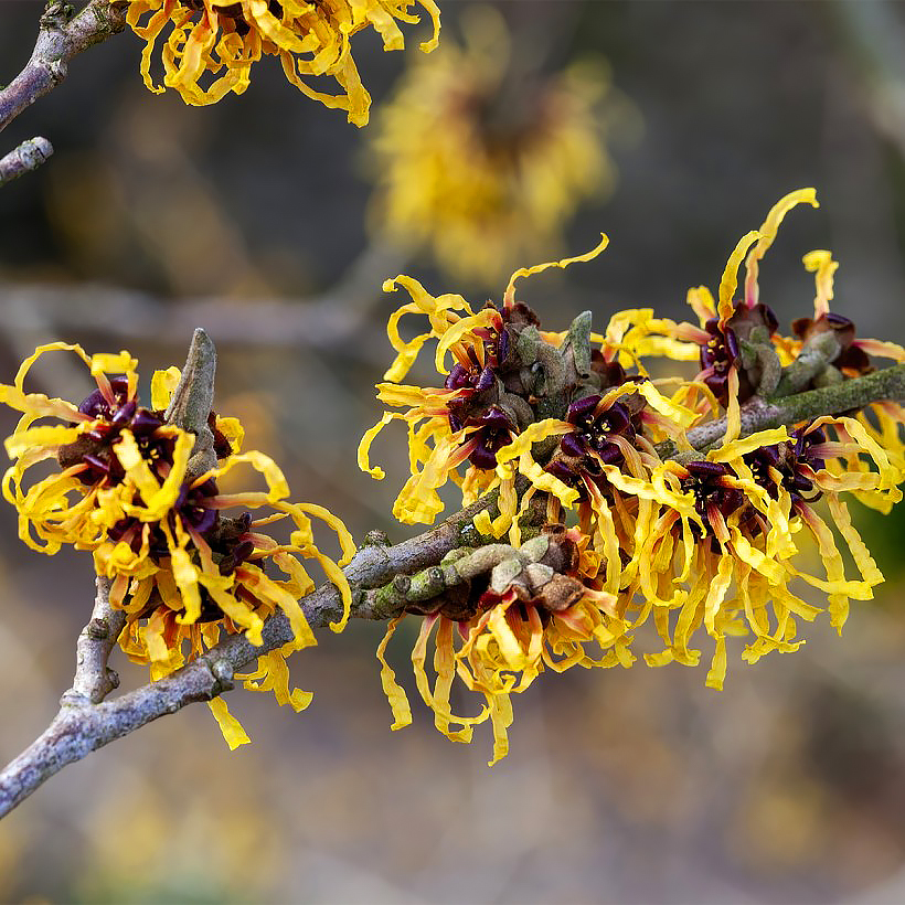 Hamamelis - Noisetiers de sorcière