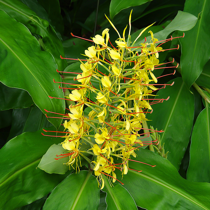 Hedychium - Longoses, gingembres d'ornement