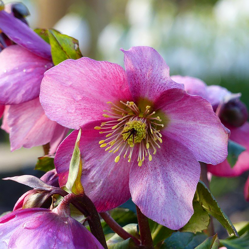 Helleborus niger - Rose de Noël
