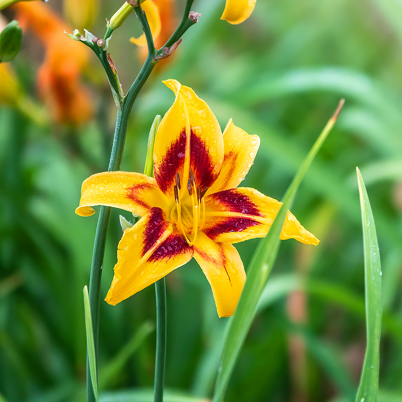 Hemerocallis - Hémérocalles