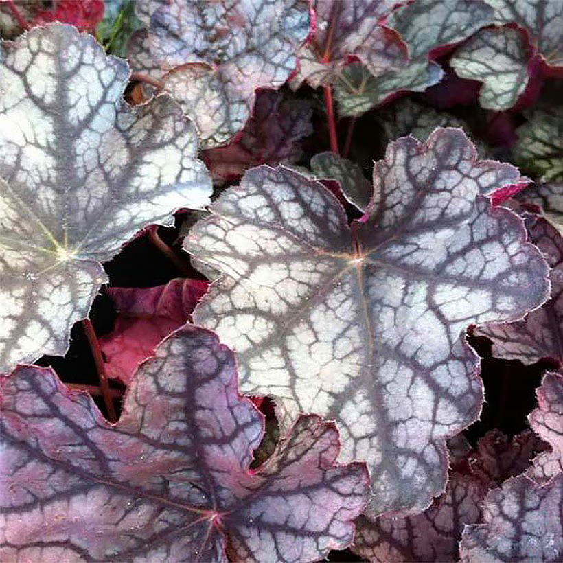Heuchères - Heuchera