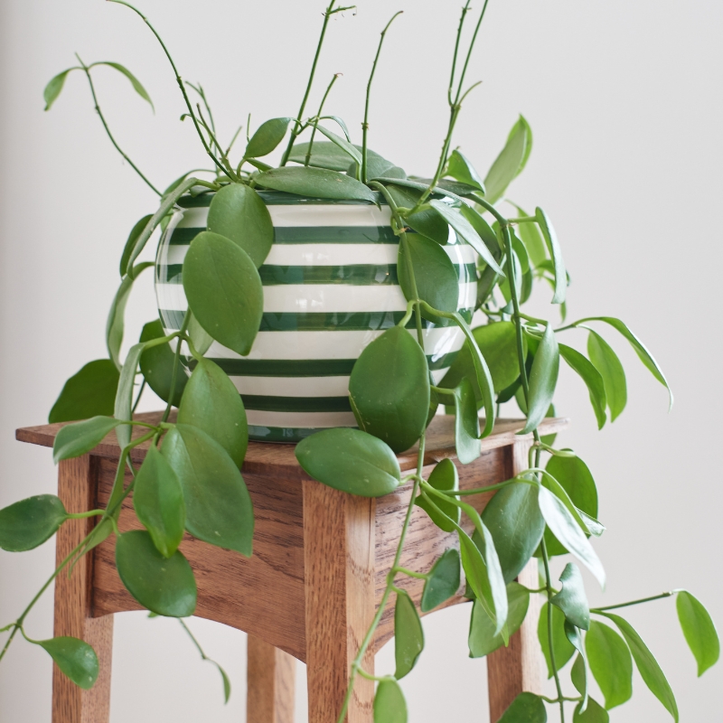 Hoya - Fleurs de porcelaine