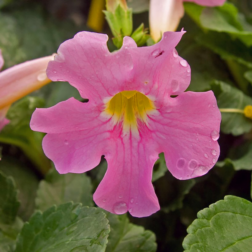 Incarvillées - Incarvillea