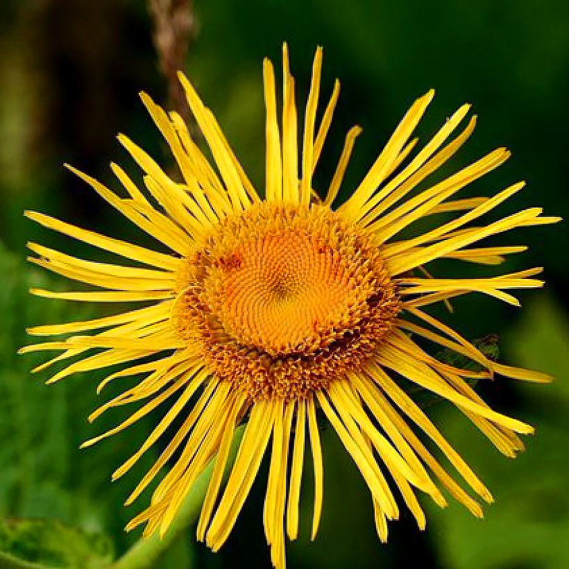 Inula - Inules, aunées