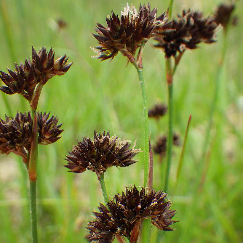 Juncus - Joncs