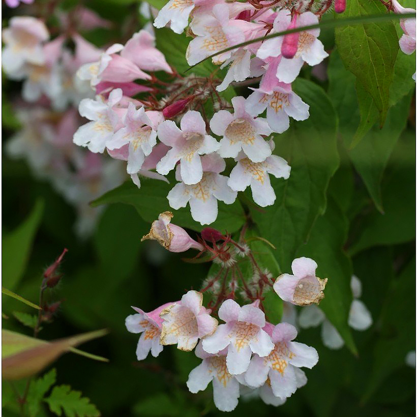 Kolkwitzia - Buissons de beauté