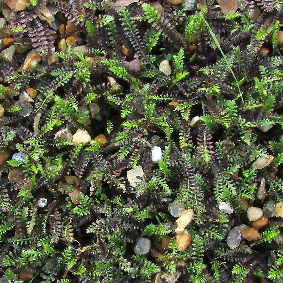 Leptinella - Cotules