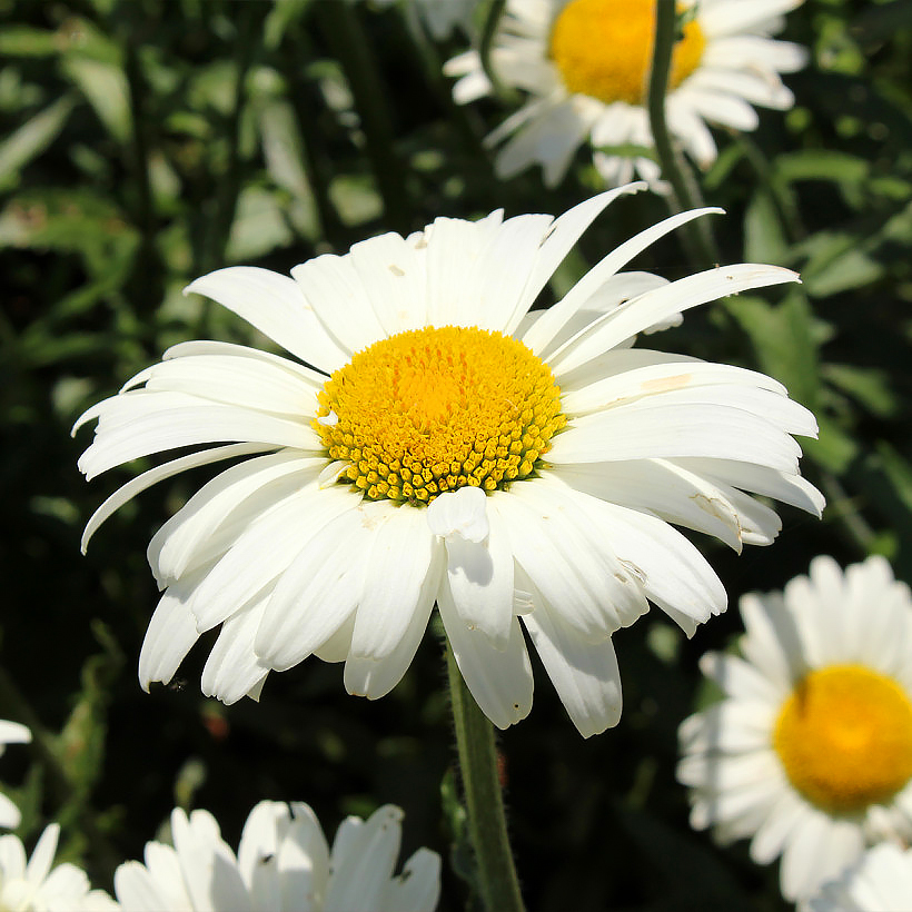 Leucanthemum - Marguerites