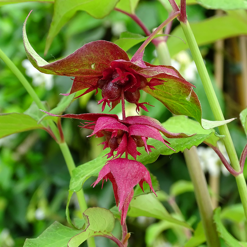 Leycesteria - Arbres aux faisans