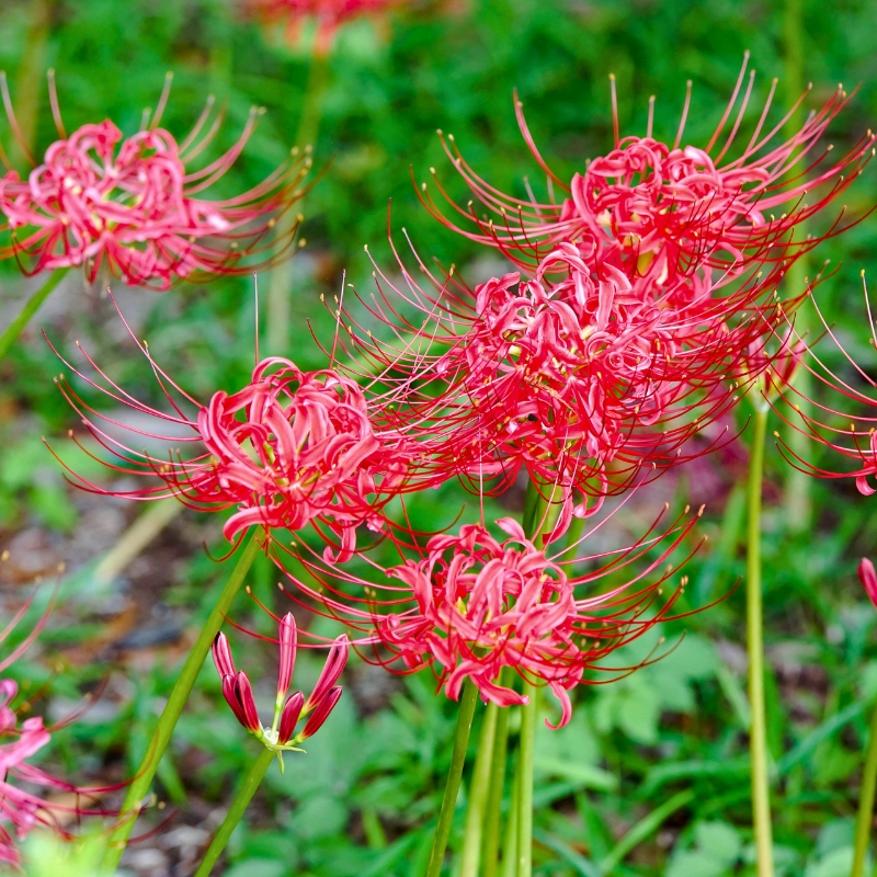 Lycoris - Lis araignée
