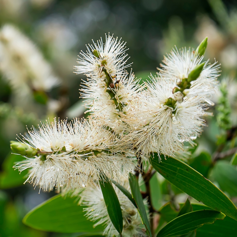 Melaleuca - Rince-bouteille