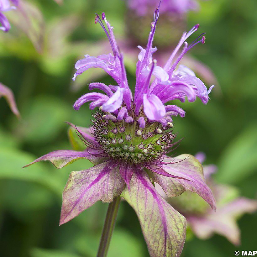 Monarda - Monardes