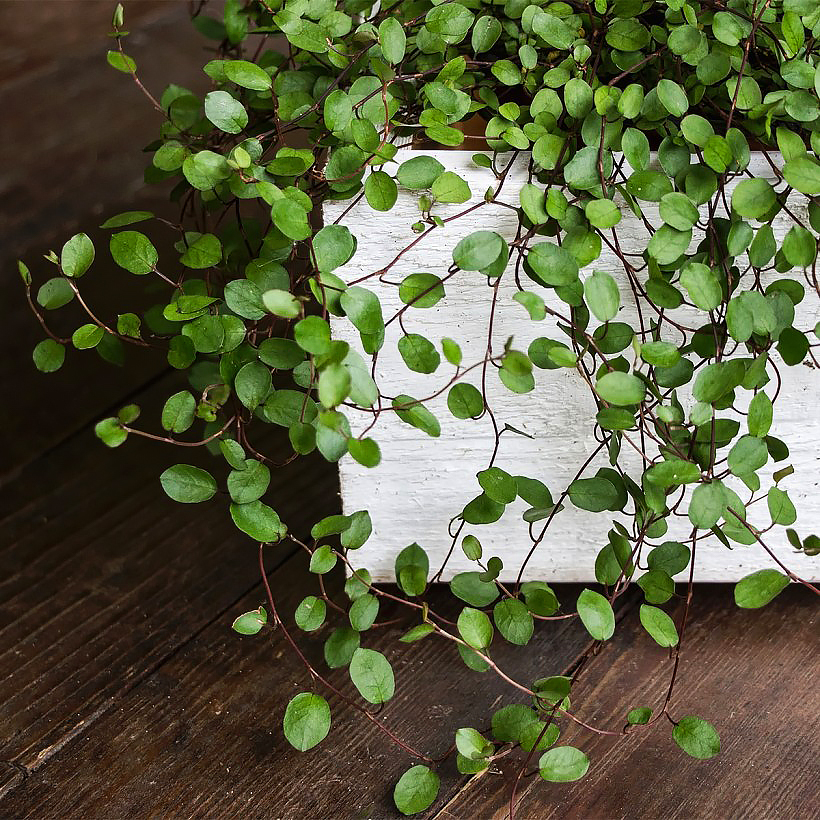 Muehlenbeckia - Plantes fil-de-fer