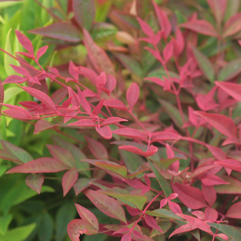 Nandina - Bambous sacrés