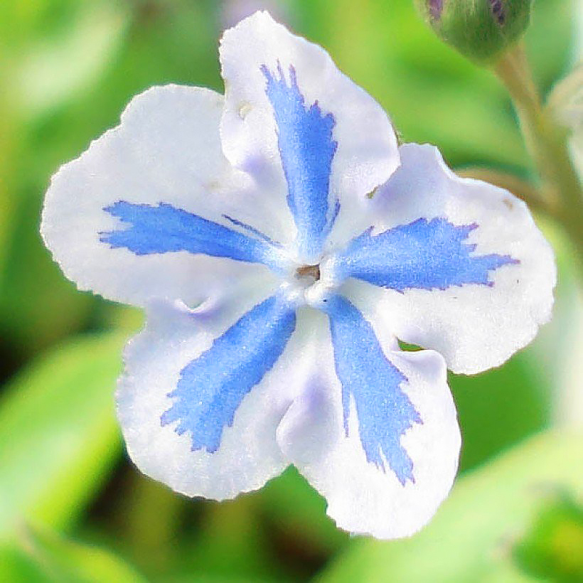 Omphalodes - Petite bourrache