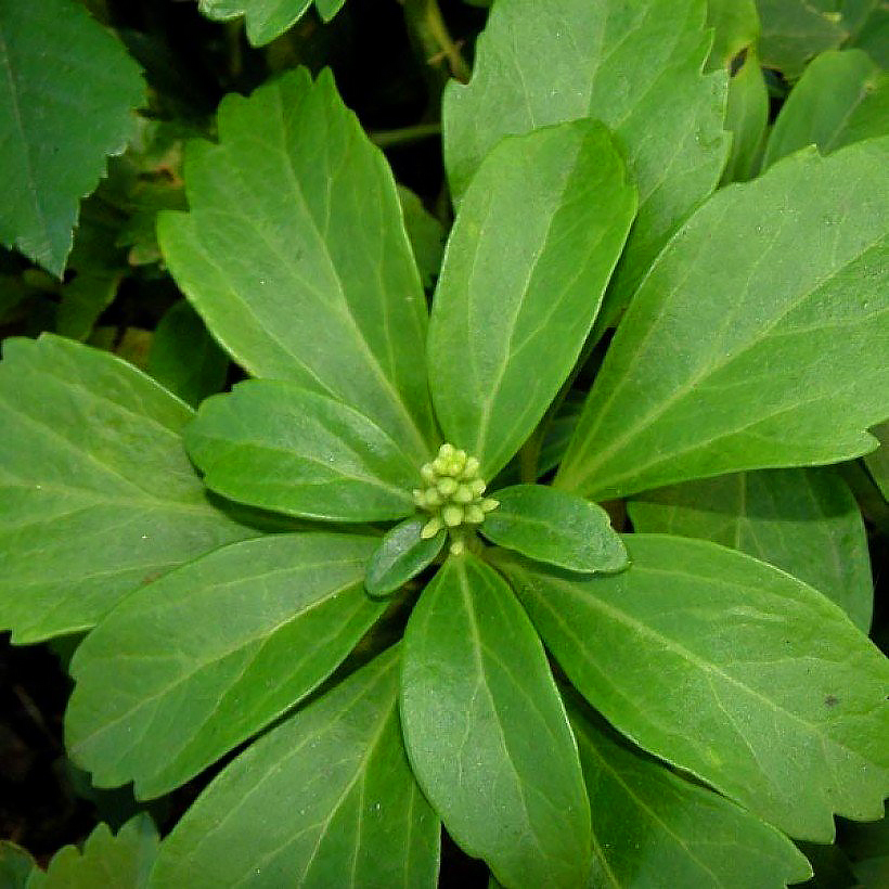 Pachysandra - Pachysandres