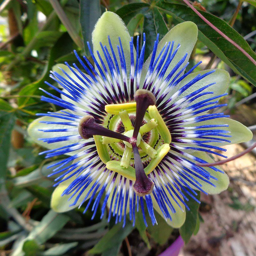 Passiflora - Passiflores
