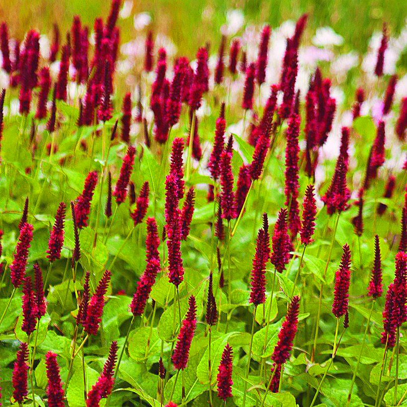 Persicaires - Persicaria