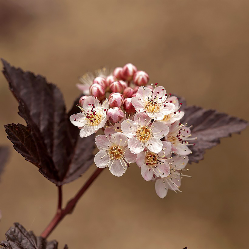 Physocarpus - Physocarpes