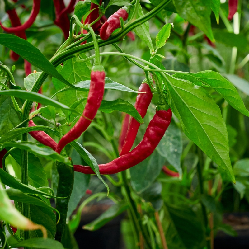Piments 