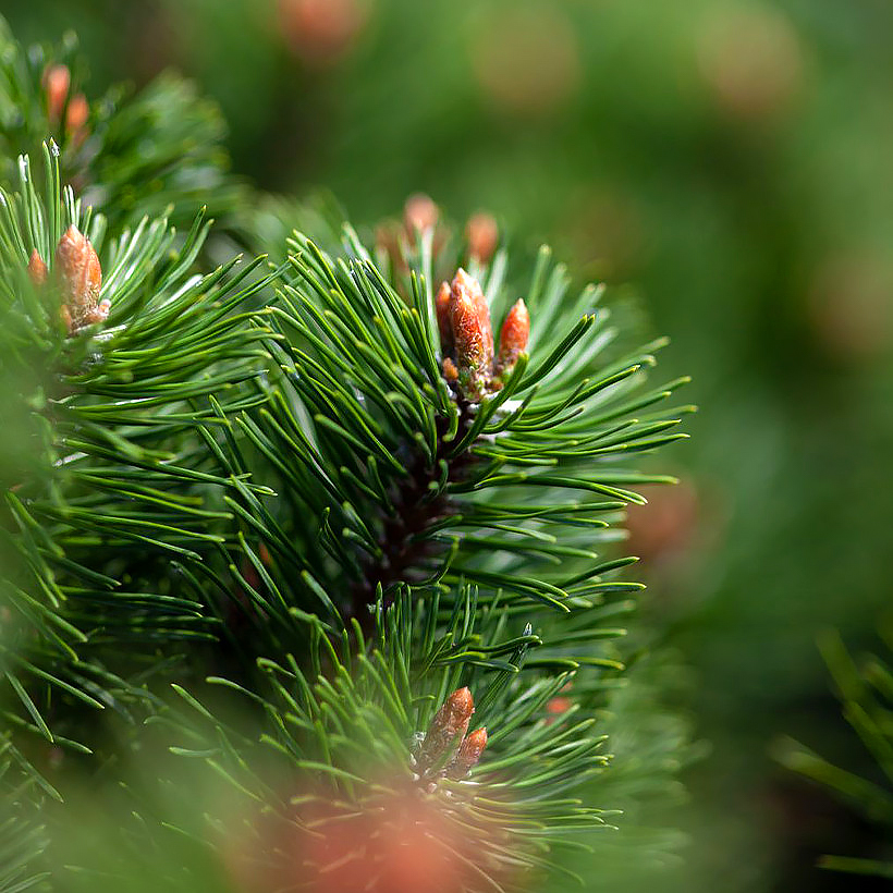 Pinus - Pins