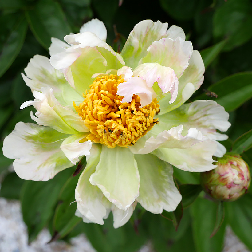 Paeonia - Pivoines