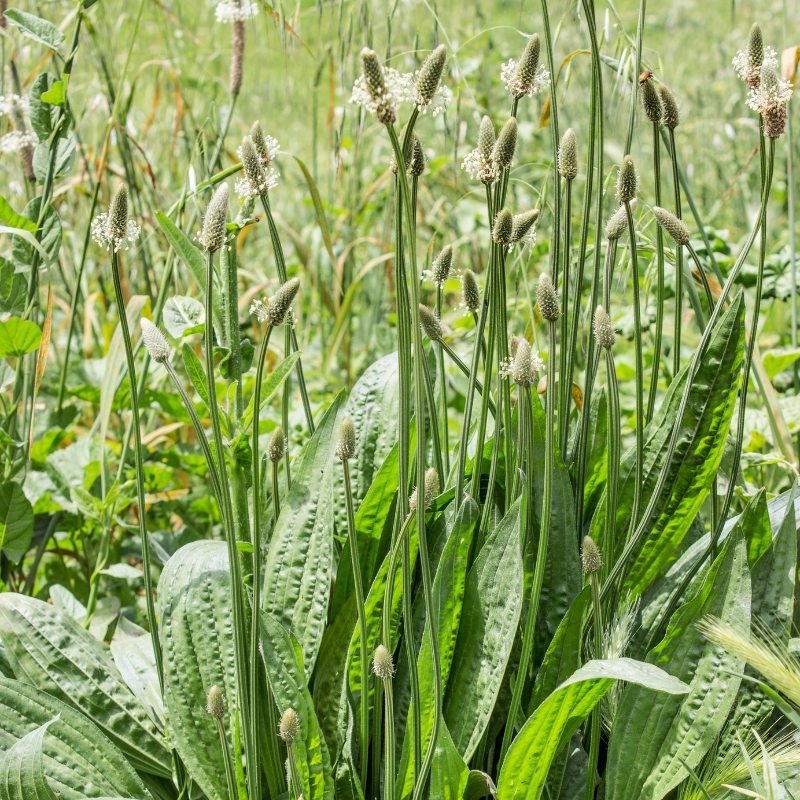 Plantains - Plantago