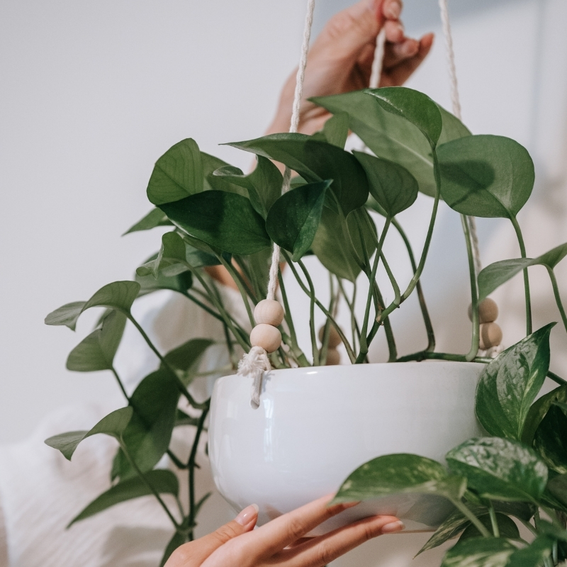 Plantes d'intérieur pour suspension