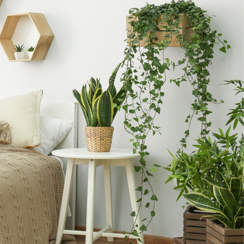 Plantes d'intérieur faciles