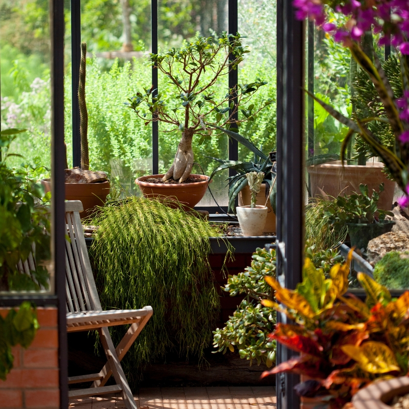 Plantes pour la véranda