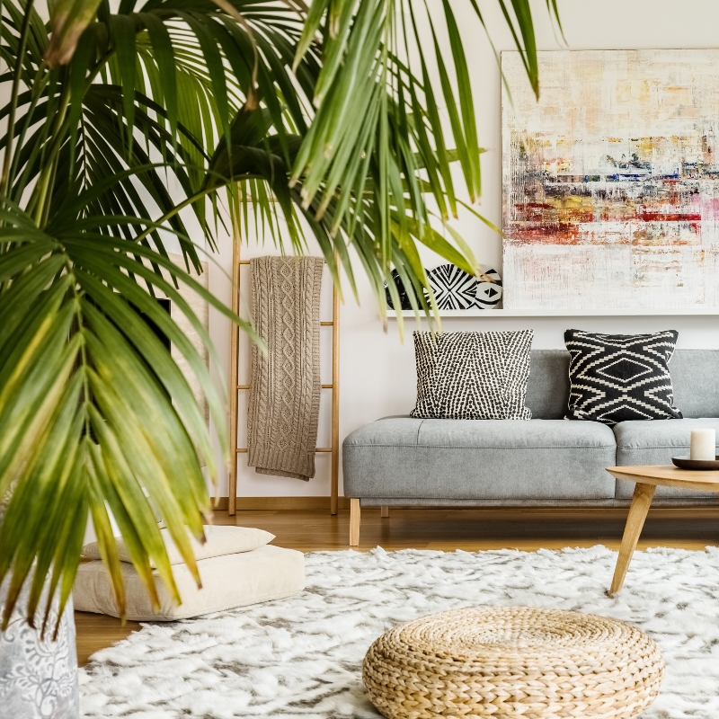 Plantes pour le salon