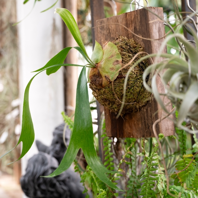 Platycerium - Corne d'élan