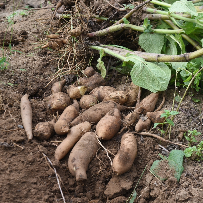 Poire de terre - Yacon