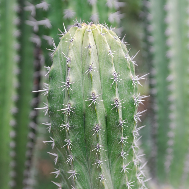Polaskia - Cactus