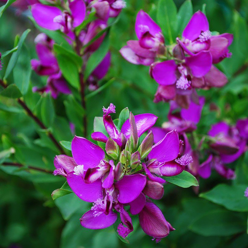 Polygala - Polygales