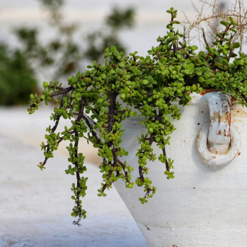 Portulacaria - Pourpier en arbre