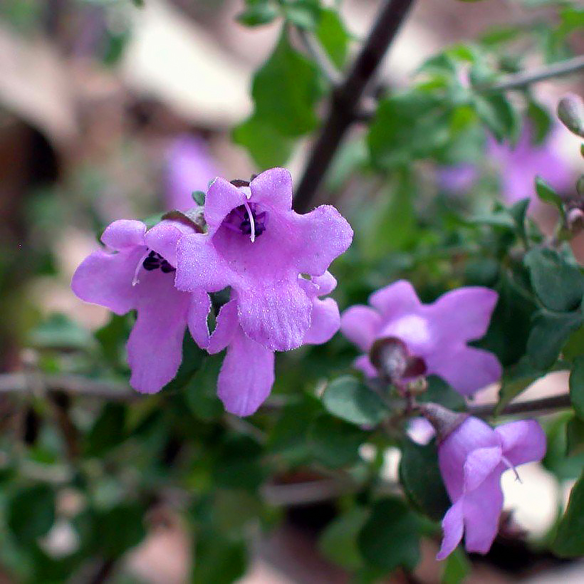 Prostanthera - Menthe australienne