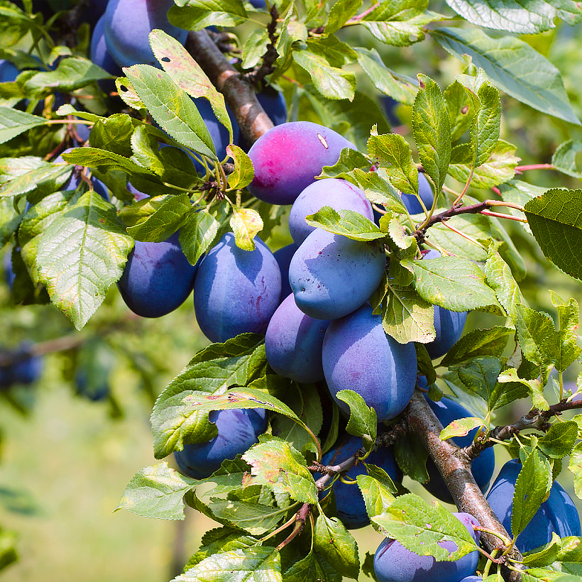 Pruniers - Mirabelliers