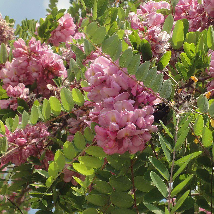 Robinia - Robiniers, Faux-acacias